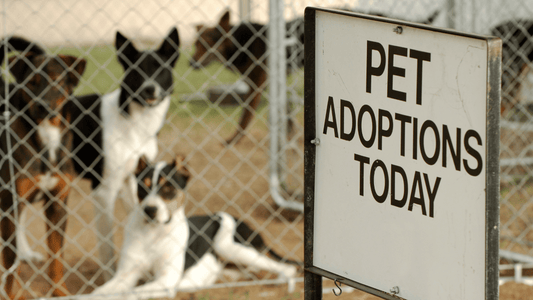 The Benefits of Pet Adoption: Why Choosing Adoption Over Buying Matters