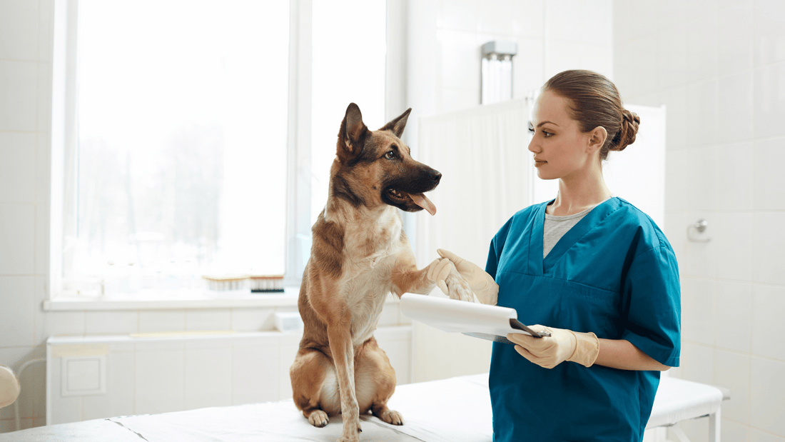 The Importance of Regular Vet Check-Ups