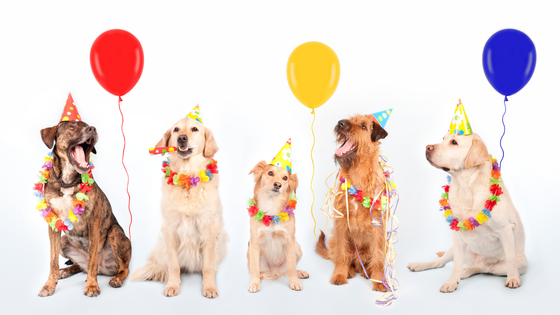 Year-Round Celebrations: Monthly Observances and Special Days for Pets