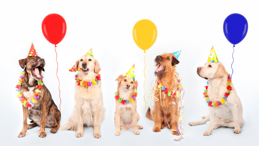 Year-Round Celebrations: Monthly Observances and Special Days for Pets