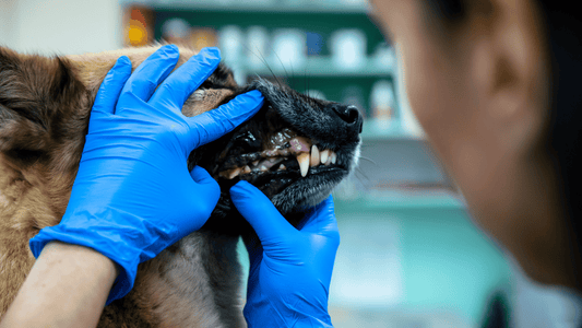 The Importance of Dental Care in Pets: Tips for Healthy Teeth and Gums