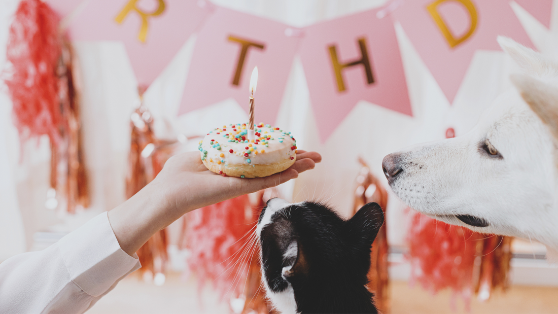 Pet Birthdays: Throwing the Perfect Party for Your Furry Friend