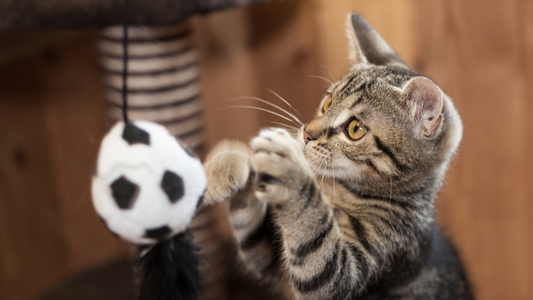 Indoor Activities and Games Cats Love: Keep Your Feline Friends Active with Sweetground