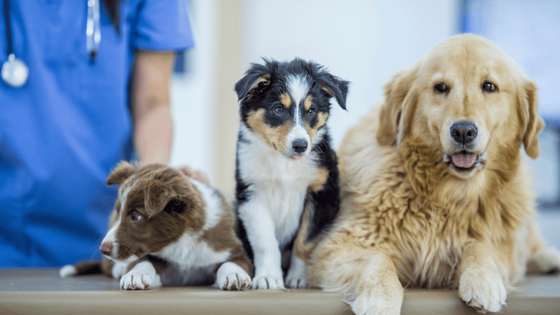 The Importance of Regular Vet Check-Ups for Your Pet’s Health