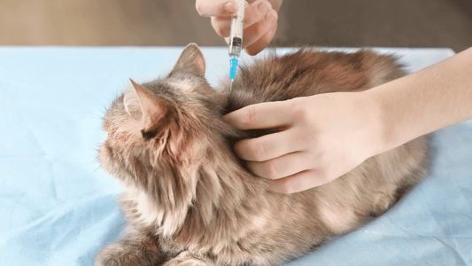 Pet Vaccination Essentials: What Every Pet Owner Needs to Know