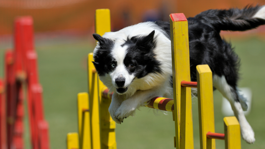 How to Set Up a Home Obstacle Course for Your Pets