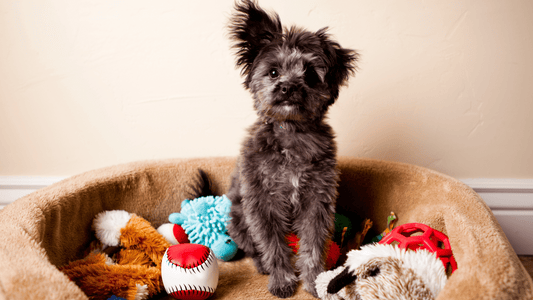 How to Make Simple and Fun DIY Pet Toys