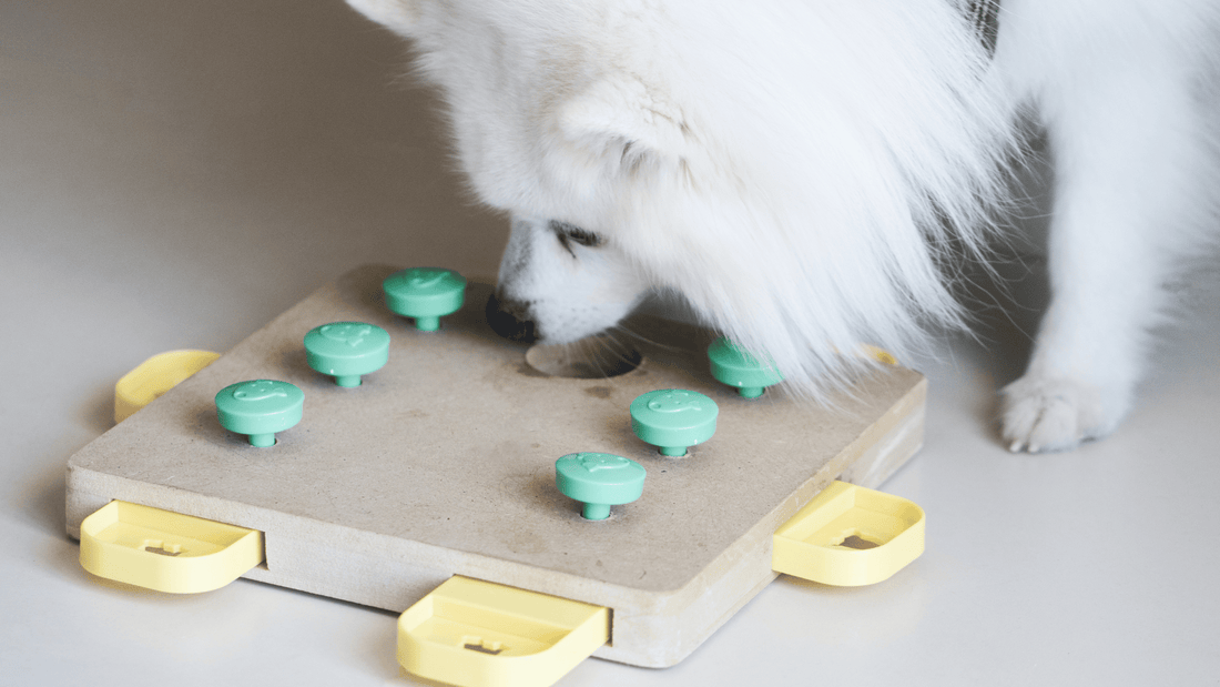 Using Food to Stimulate Your Pet's Mind and Activity