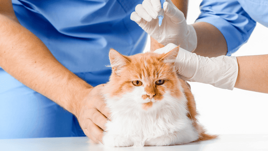 Understanding Pet Vaccinations: What You Need to Know