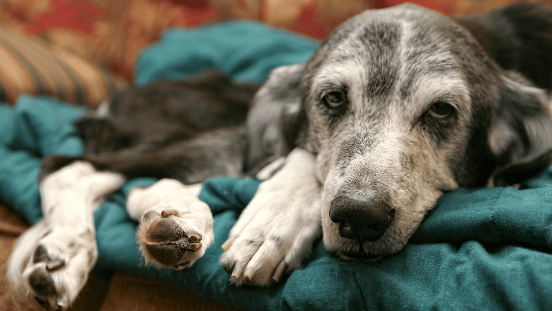 Common Pet Allergies and How to Manage Them