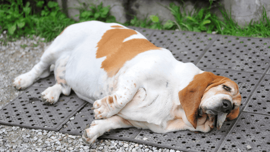 Essential Tips for Managing Pet Obesity