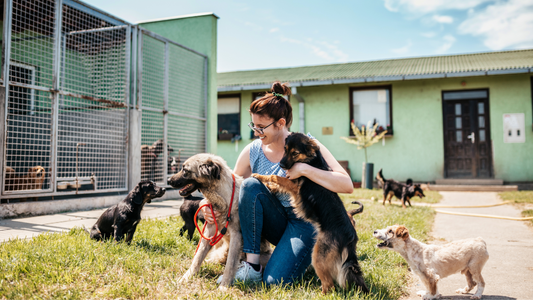 The Joy of Adoption: Sharing the Happiness and Fulfillment Brought by Adopted Pets